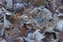 Frosted_Winter_Leaves